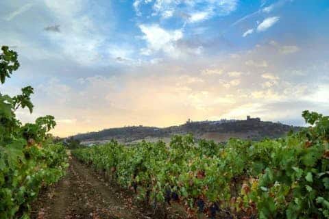 Europa verkosten - Weinseminar mit Franz Schiegl